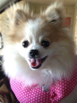 Healthy adult Pomeranian